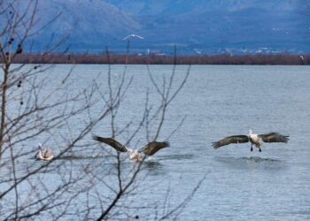 Liqeni i Shkodrës drejt “pasaportës” së UNESCO