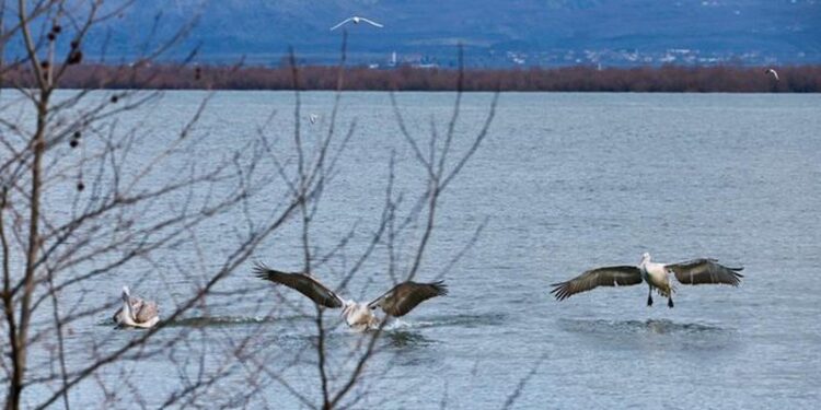Liqeni i Shkodrës drejt “pasaportës” së UNESCO